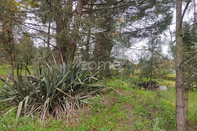 /international/pt/nelas-viseu-120091308760/?lang=zh-cn