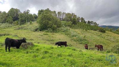 /international/pt/ilha-de-sao-miguel-azores-120092288442/
