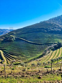 /international/pt/ervedosa-do-douro-viseu-310104617430/