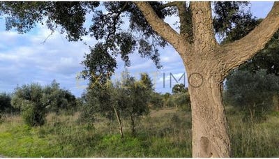 /international/pt/vila-nova-da-barquinha-santarem-310103751426/