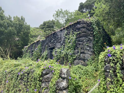 /international/pt/manadas-santa-barbara-velas-azores-310100989368/