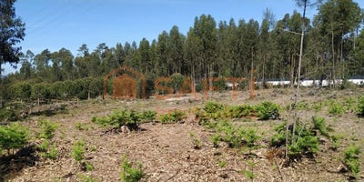 /international/pt/marinha-grande-leiria-310100486248/