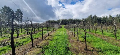 /international/pt/beco-ferreira-do-zezere-santarem-310098415677/