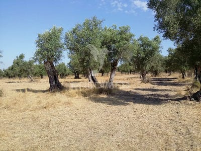 /international/pt/torrao-alcacer-do-sal-setubal-municipality-310102274428/