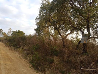 /international/pt/s-lourenco-salgueiro-do-campo-castelo-branco-310105229980/