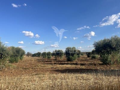/international/pt/alfundao-e-peroguarda-ferreira-do-alentejo-beja-310102964871/
