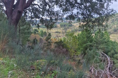 /international/pt/alijo-vila-real-310104166849/