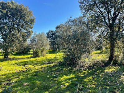 /international/pt/rua-do-arneirinho-martinchel-portugal-martinchel-santarem-310106570174/