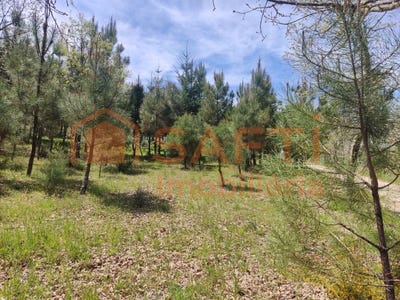 /international/pt/casal-de-cinza-guarda-310102888223/