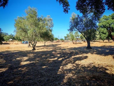 /international/pt/manuel-martins-pitorra-quinta-do-anjo-portugal-quinta-do-anjo-setubal-municipality-310102244670/