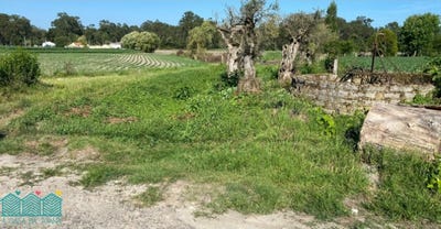 /international/pt/bunheiro-aveiro-310105651075/