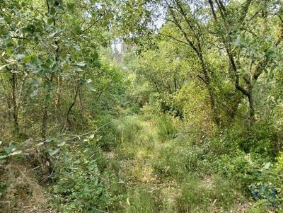 /international/pt/ferreira-do-zezere-santarem-310100085819/