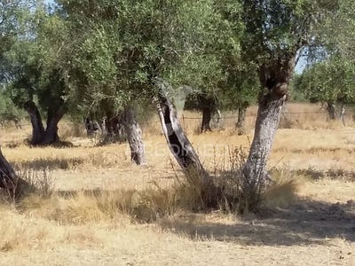 /international/pt/torrao-alcacer-do-sal-setubal-municipality-310102274982/