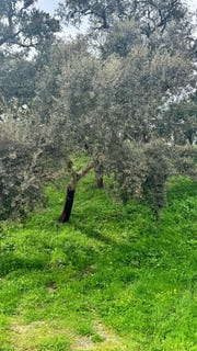 /international/pt/juncalinho-odemira-portugal-reliquias-faro-310107703472/