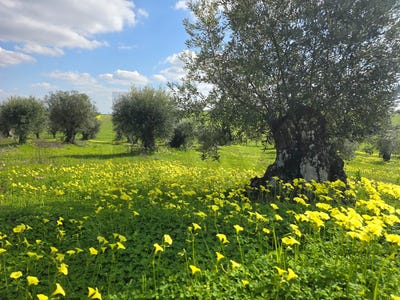 /international/pt/pedrogao-vdg-beja-district-310102957939/