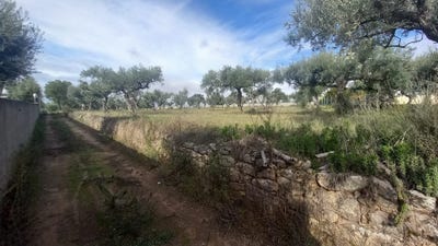 /international/pt/pele-de-odre-lardosa-castelo-branco-310105250233/