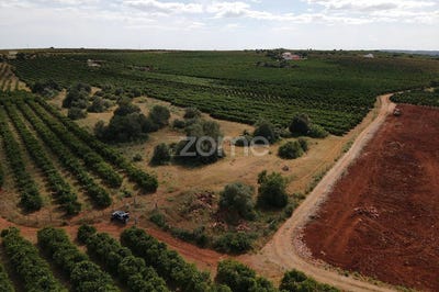 /international/pt/silves-faro-310108002501/