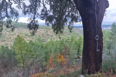 /international/pt/alijo-vila-real-310104166849/