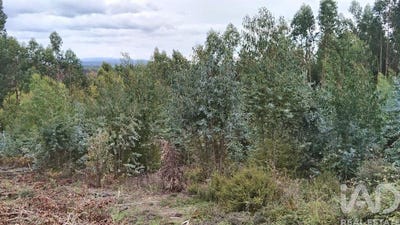 /international/pt/leiria-leiria-310103445177/