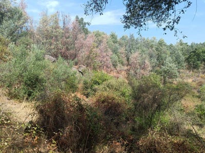 /international/pt/fazenda-de-s-lourenco-1-palvarinho-6000-630-castelo-branco-portugal-salgueiro-do-campo-castelo-branco-310105251329/