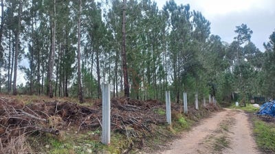 /international/pt/cercal-setubal-municipality-310107757677/
