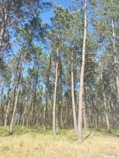 /international/pt/cerro-pataias-e-martinganca-leiria-district-310108837130/