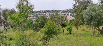 /international/pt/boliqueime-madeira-310100710160/