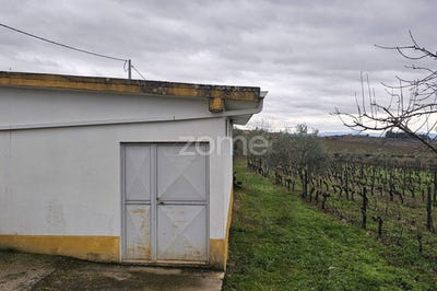 /international/pt/alijo-vila-real-310104165154/
