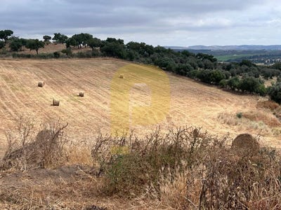/international/pt/redondo-coimbra-310093881803/