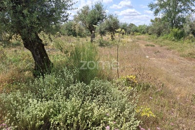 /international/pt/borba-evora-310102552641/?lang=de