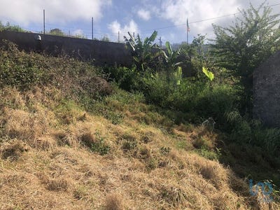 /international/pt/canhas-madeira-310101188280/?lang=zh-cn