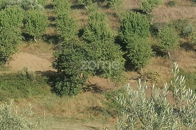 /international/pt/sao-joao-da-pesqueira-viseu-310095981883/