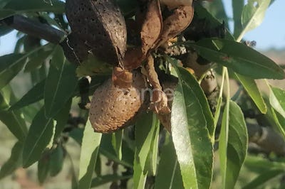 /international/pt/sao-joao-da-pesqueira-viseu-310095981883/