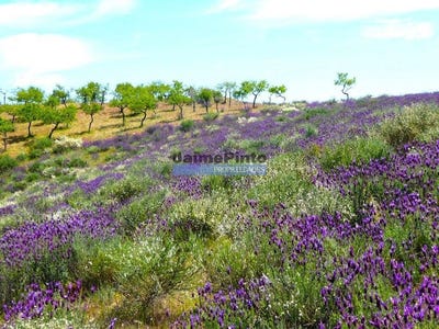 /international/pt/alfandega-da-fe-braganca-310102863215/