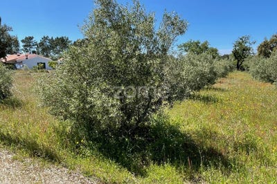 /international/pt/grandola-setubal-municipality-310107968042/