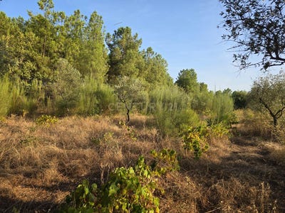 /international/pt/satao-soalheira-beja-310105251025/