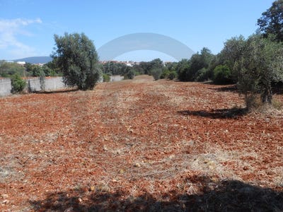 /international/pt/malhou-santarem-310099590539/