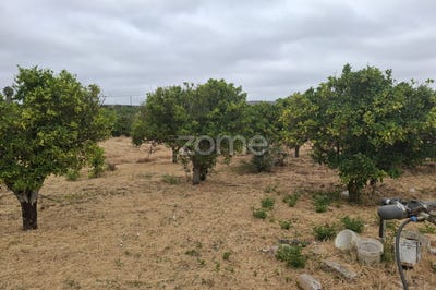 /international/pt/silves-faro-310100791427/
