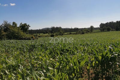 /international/pt/vila-nova-de-famalicao-braga-120069450452/?lang=zh-tw