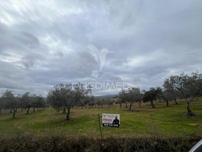 /international/pt/morais-macedo-de-cavaleiros-braganca-310104860523/