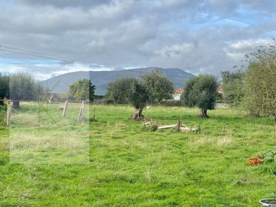 /international/pt/fontao-viana-do-castelo-310101078076/