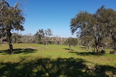 /international/pt/santiago-do-cacem-setubal-municipality-310094227472/