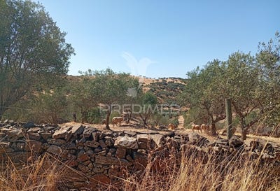 /international/pt/ciladas-vila-vicosa-viseu-310102636063/