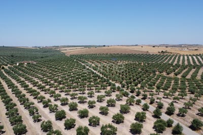 /international/pt/campo-maior-portalegre-310097673908/?lang=en