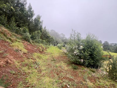 /international/pt/ilha-da-madeira-madeira-310105243608/