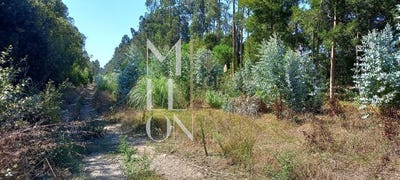 /international/pt/santo-antonio-de-vagos-aveiro-310108456356/