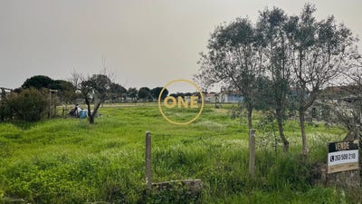 /international/pt/granho-santarem-310106937582/