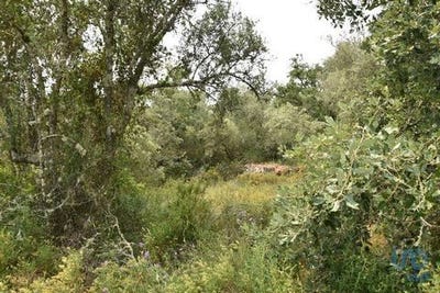 /international/pt/ferreira-do-zezere-santarem-310100143626/