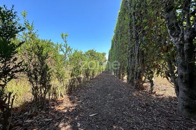 /international/pt/ribeira-grande-azores-310096909850/
