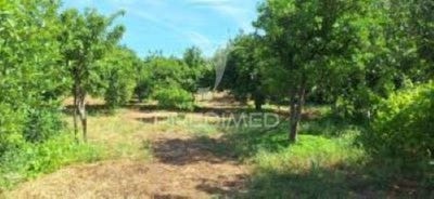 /international/pt/pardais-vila-vicosa-viseu-310108419499/